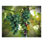 Green and Purple Grapes on the Vine Vineyard Print photography