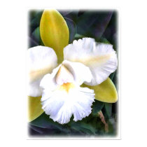 Green and White Cattleya Orchid posters