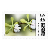 Green and white orchids stamp by dollargrafix Green and white orchids stamp