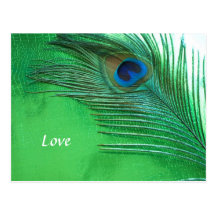 Green and White Peacock Feather Still Life Post Cards