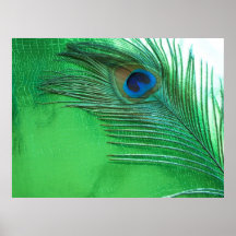 Green and White Peacock Feather Still Life Posters