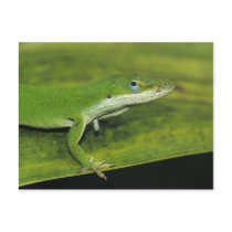 Green Anole, Anolis carolinensis, adult on palm Postcards