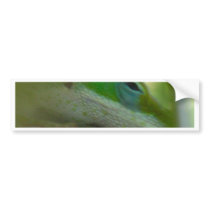 Green Anole Lizard bumper stickers