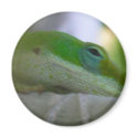Green Anole Lizard magnets by OnMaui Green Anole Lizard magnets