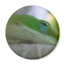 Green Anole Lizard magnets by OnMaui Green Anole Lizard magnets