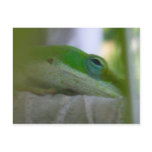 Green Anole Lizard Postcard