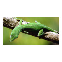 Green Anole photo cards