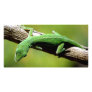 Green Anole Picture Card