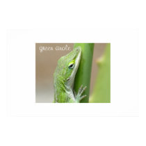 Green Anole posters