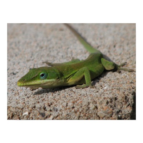 Green Anole Sunning Poster print