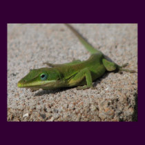 Green Anole Sunning Poster posters by naturegirl7 Green Anole Sunning Poster posters