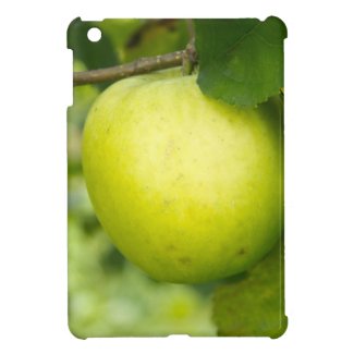 Green Apple on a Tree Branch