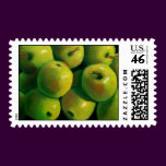 GREEN APPLES IN OIL PASTEL: STAMP