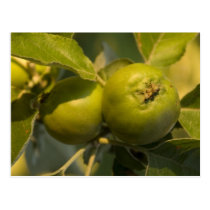 green apples postcards