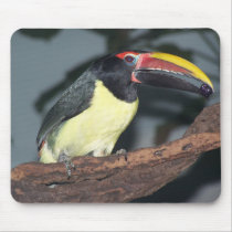 Green Aracari Toucan Holding Berry Mousepad