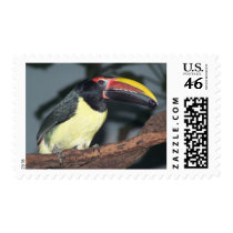 Green Aracari Toucan Holding Berry Stamps