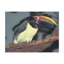 Green Aracari Toucan Holding Berry Post Cards
