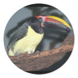 Green Aracari Toucan Holding Berry Sticker
