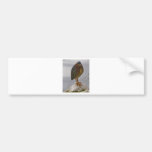 Green-backed Heron Bumper Stickers