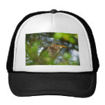 Green-backed heron close-up mesh hat