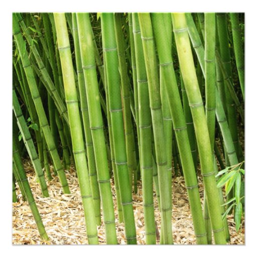 Green Bamboo Asian Bridal Shower Custom Invitation