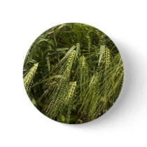 green barley buttons