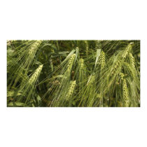 green barley photo cards