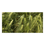 green barley photo card template