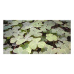Green Bed Custom Photo Card