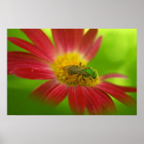 Green Bee & Daisy Poster or Print