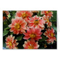 Green Bee on Dahlia cards by bchesley Green Bee on Dahlia cards