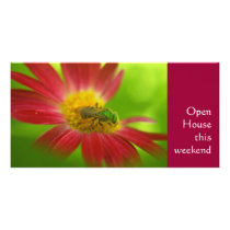 Green Bee on Painted Daisy Personalized Photo Card