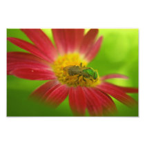 Green Bee on Painted Daisy