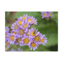 Green Bee, Purple Flowers postcards by cunningba Green Bee, Purple Flowers postcards