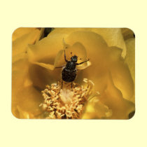 green beetle and yellow flower magnets