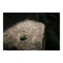Green Beetle on the Rocks posters
