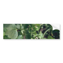 Green Bells Of Ireland (Moluccella Laevis) flowers Bumper Stickers
