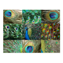 Green Blue Peacock photo collage Post Cards