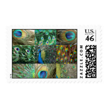 Green Blue Peacock photo collage Postage Stamp