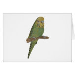 Green Budgie Art cards