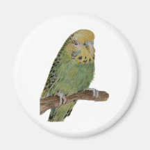 green budgie art fridge magnets