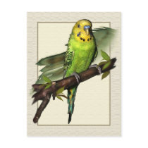Green Budgie Art Postcard