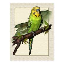 Green Budgie Art Postcard