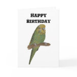 Green Budgie cards