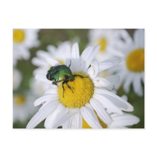 Green Bug 2012 Calendar Postcard