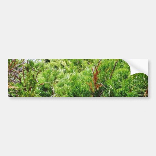 Green Bush Bumper Stickers