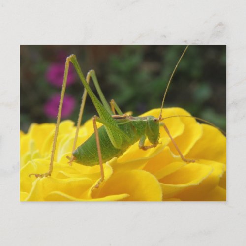 Green Bush Cricket Postcard postcard