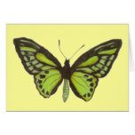 Green Butterfly Card