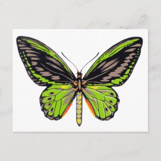 Green Butterfly postcard