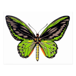 Green Butterfly Postcard